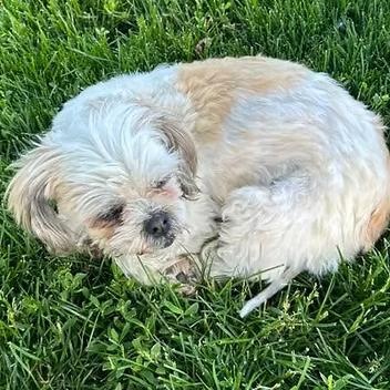 Doris Rae, an adopted mixed breed in Racine, WI image 2/3