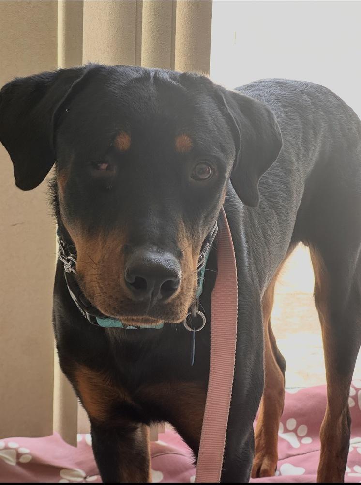 Willy, Adoptable, Puppy Male Rottweiler.