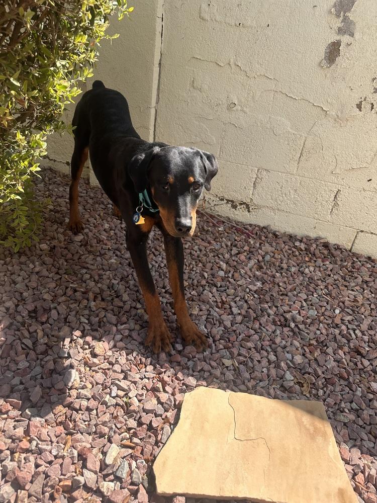 Enlarge Willy, a Adoptable Rottweiler in Gilbert, AZ image 2/3