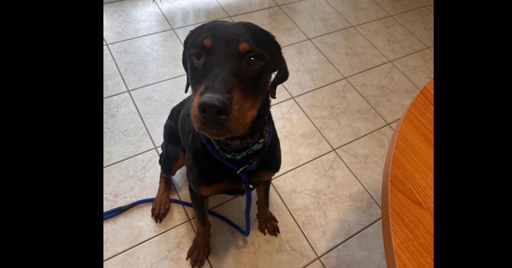 Enlarge Willy, a Adoptable Rottweiler in Gilbert, AZ image 3/3