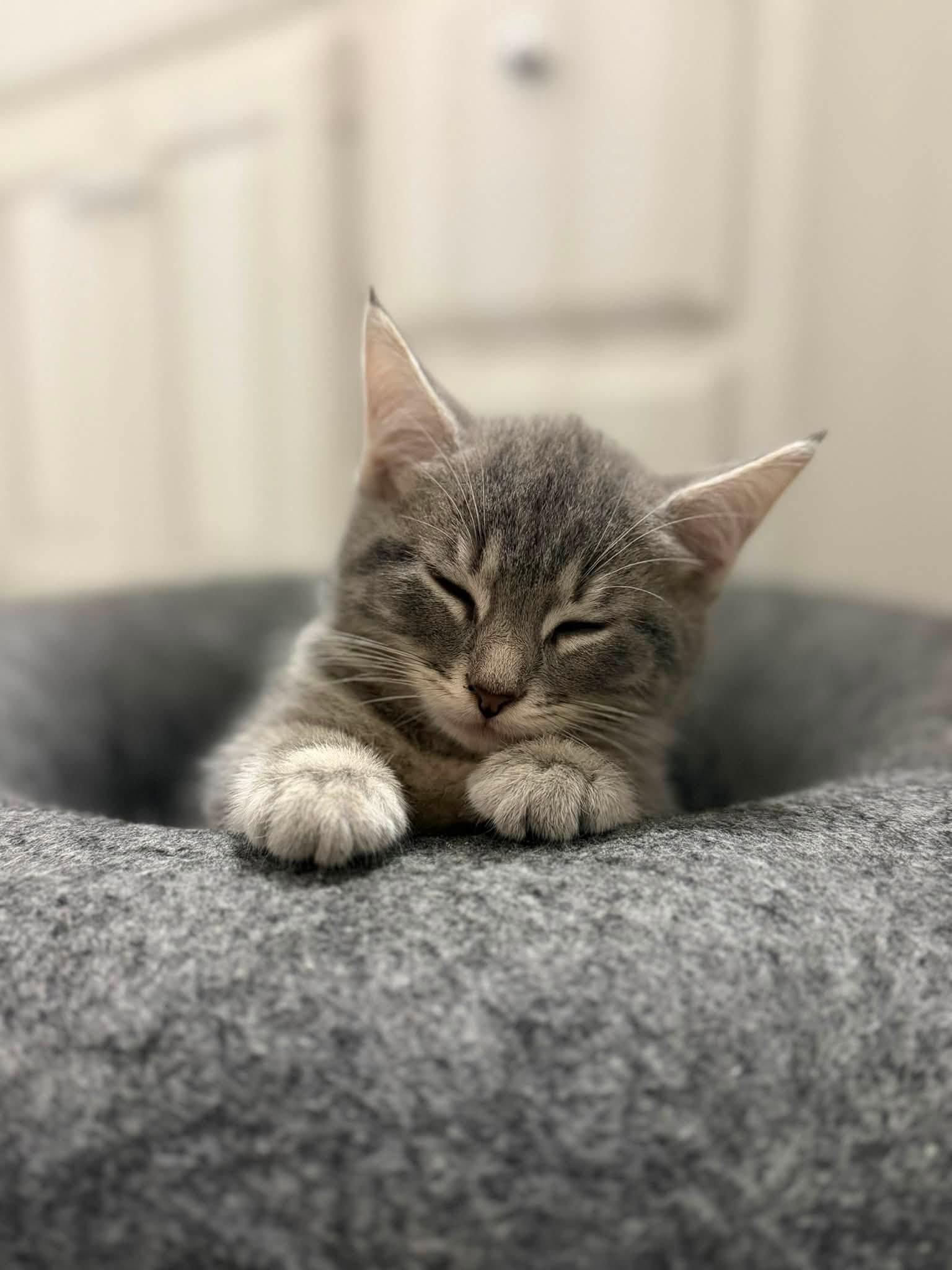 Enlarge Gretl, an adopted Domestic Short Hair in Cleveland, OH image 5/5
