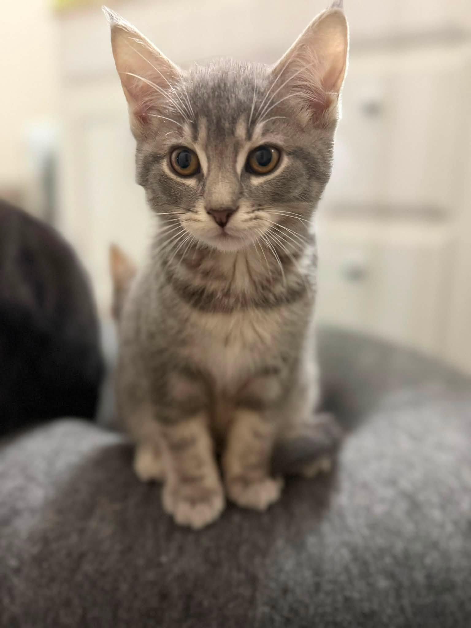 Enlarge Gretl, an adopted Domestic Short Hair in Cleveland, OH image 4/5