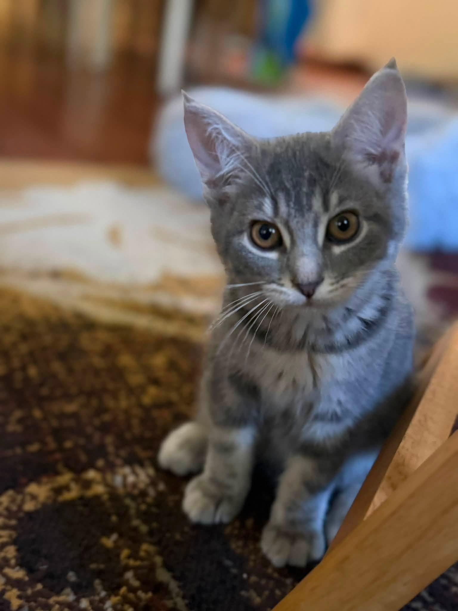 Enlarge Gretl, an adopted Domestic Short Hair in Cleveland, OH image 1/5