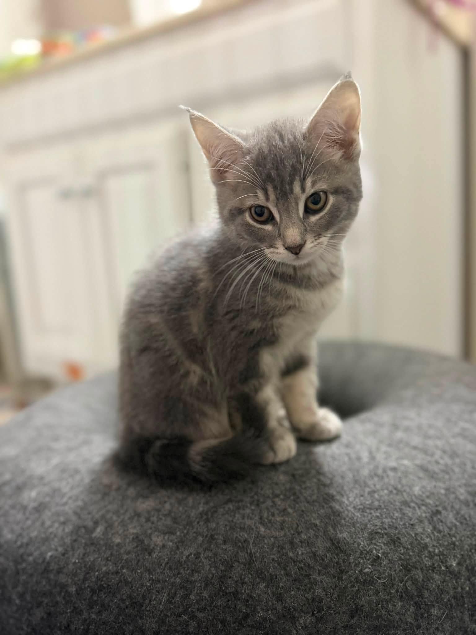 Enlarge Gretl, an adopted Domestic Short Hair in Cleveland, OH image 3/5