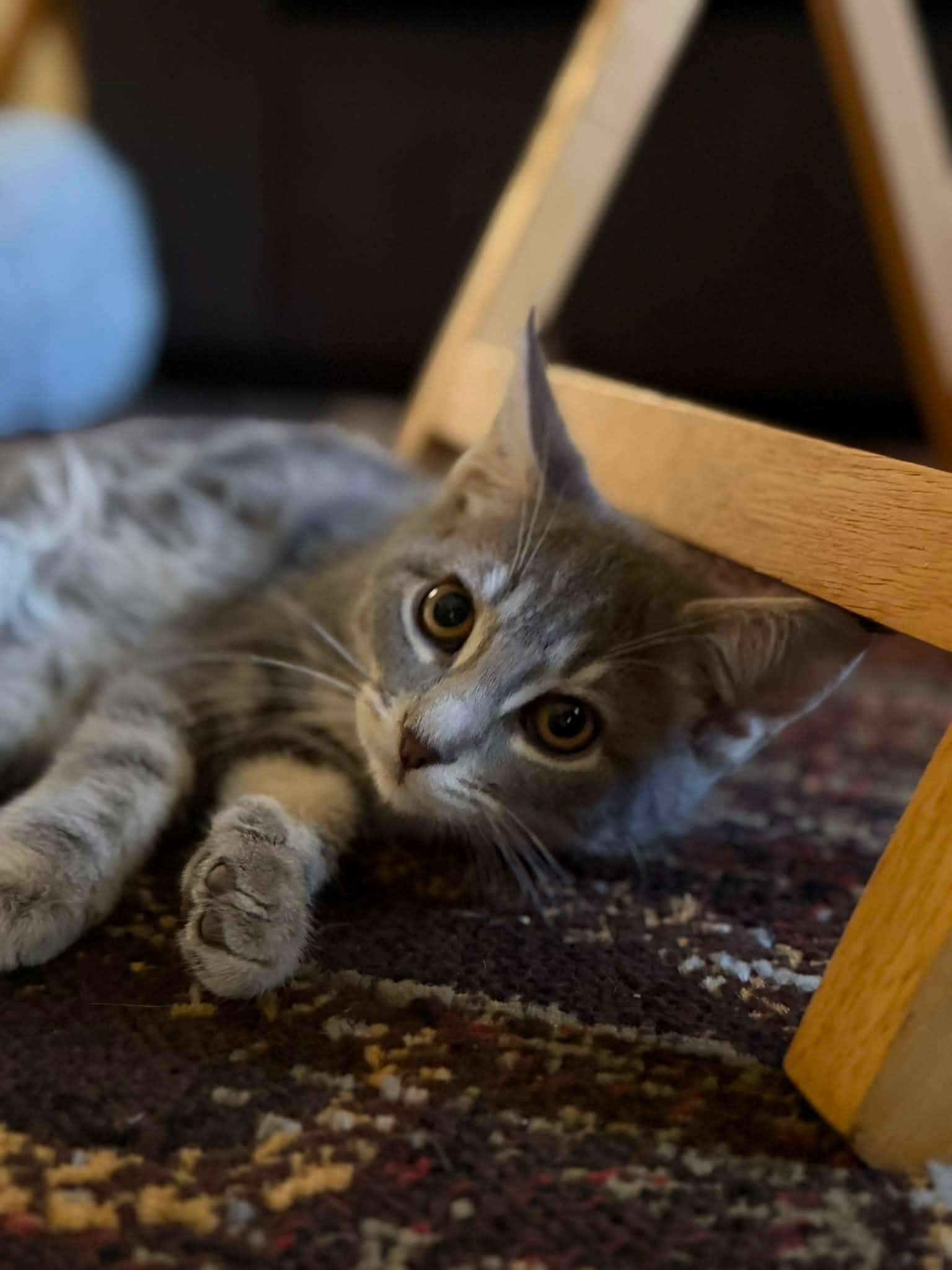 Enlarge Gretl, an adopted Domestic Short Hair in Cleveland, OH image 2/5