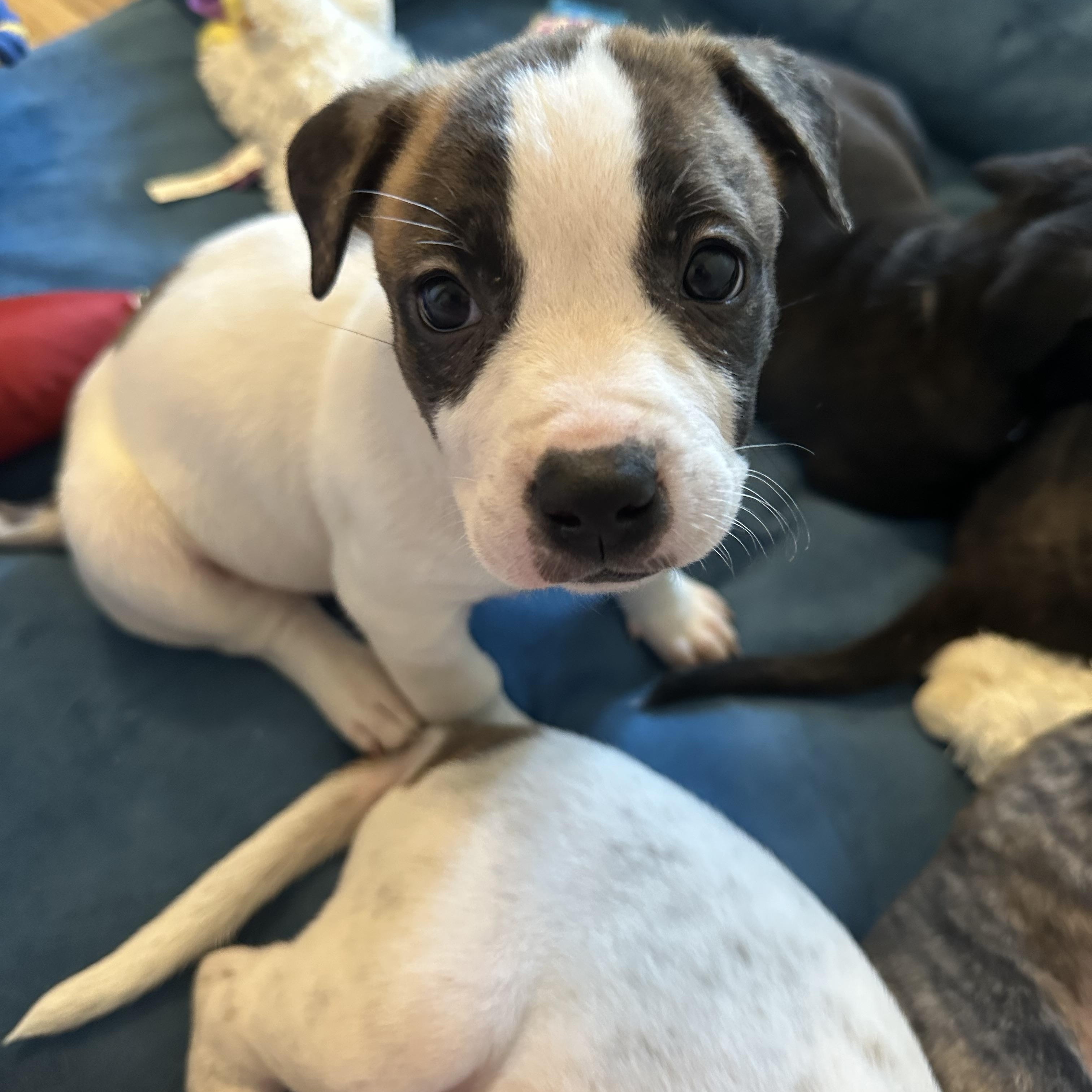 Princess Diana “London’s Royal Litter”, a Adoptable mixed breed in Mount Juliet, TN image 1/5