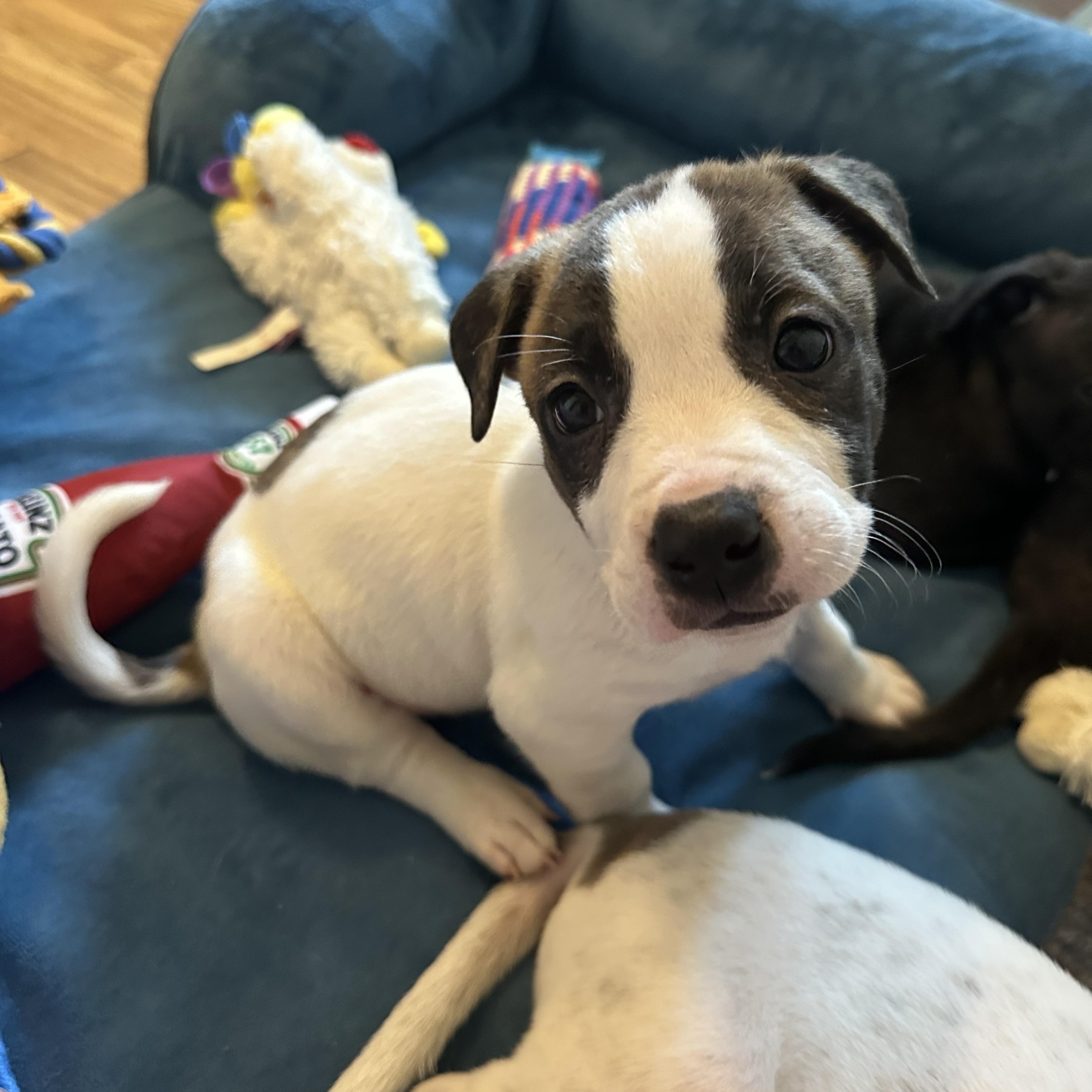 Princess Diana “London’s Royal Litter”, a Adoptable mixed breed in Mount Juliet, TN image 2/5