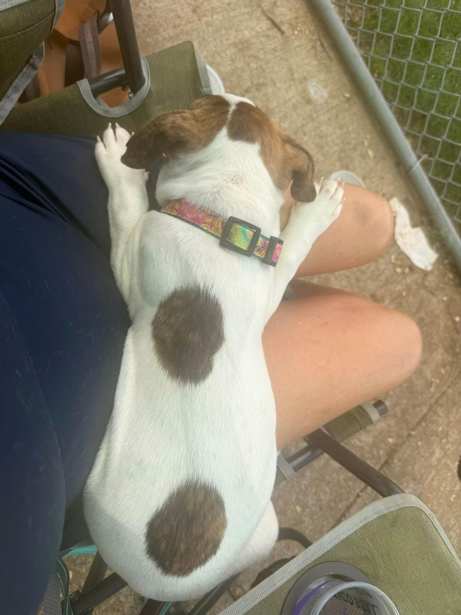 Princess Diana “London’s Royal Litter”, a Adoptable mixed breed in Mount Juliet, TN image 5/5
