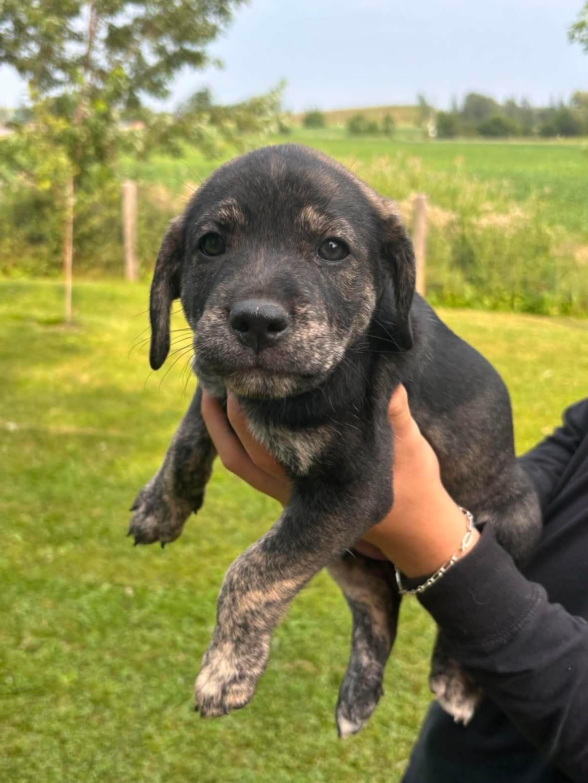 Enlarge Patty, a ADOPTABLE mixed breed in St Catharines, ON image 1/1