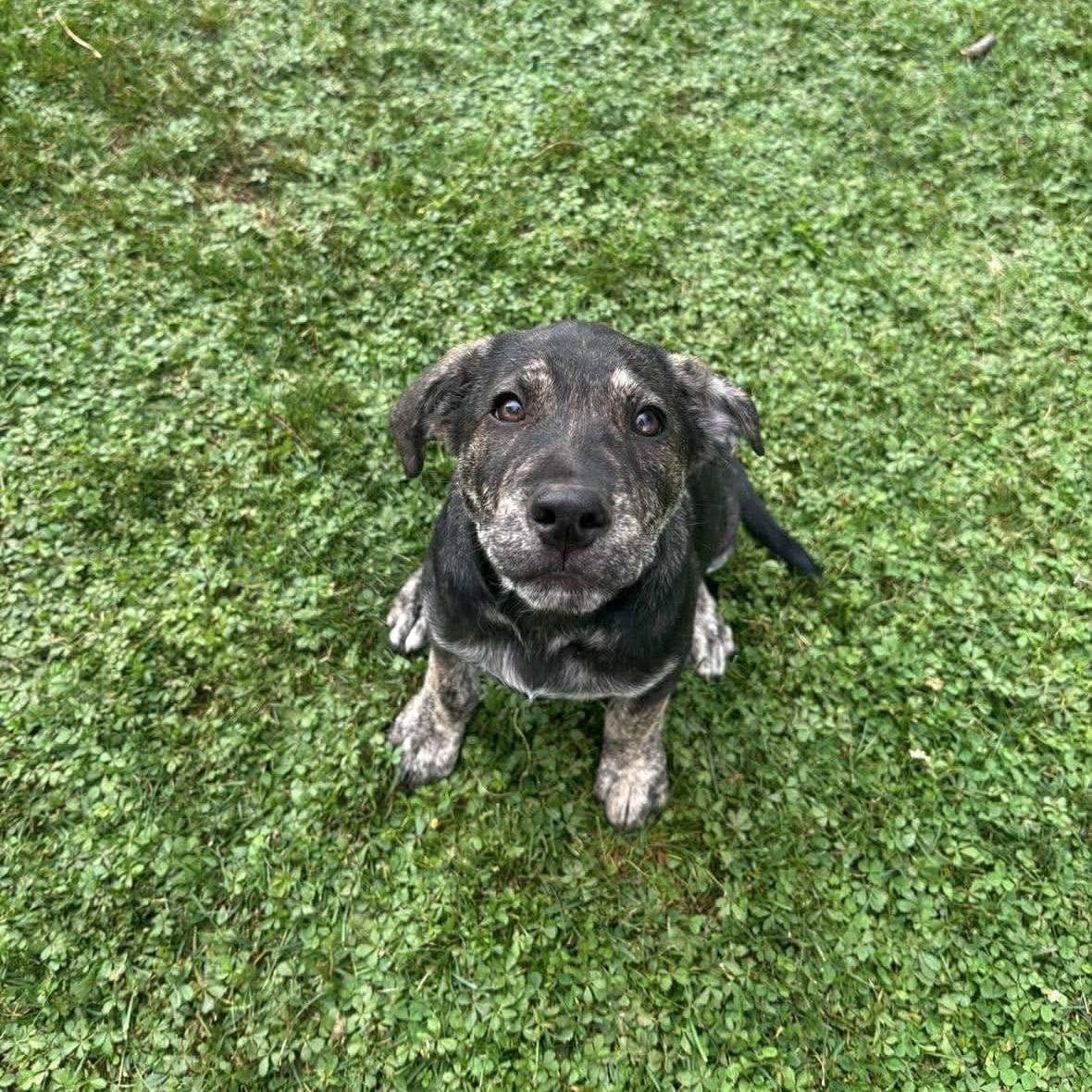 Patty, adopted, Puppy Female German Shepherd Dog & American Bulldog.