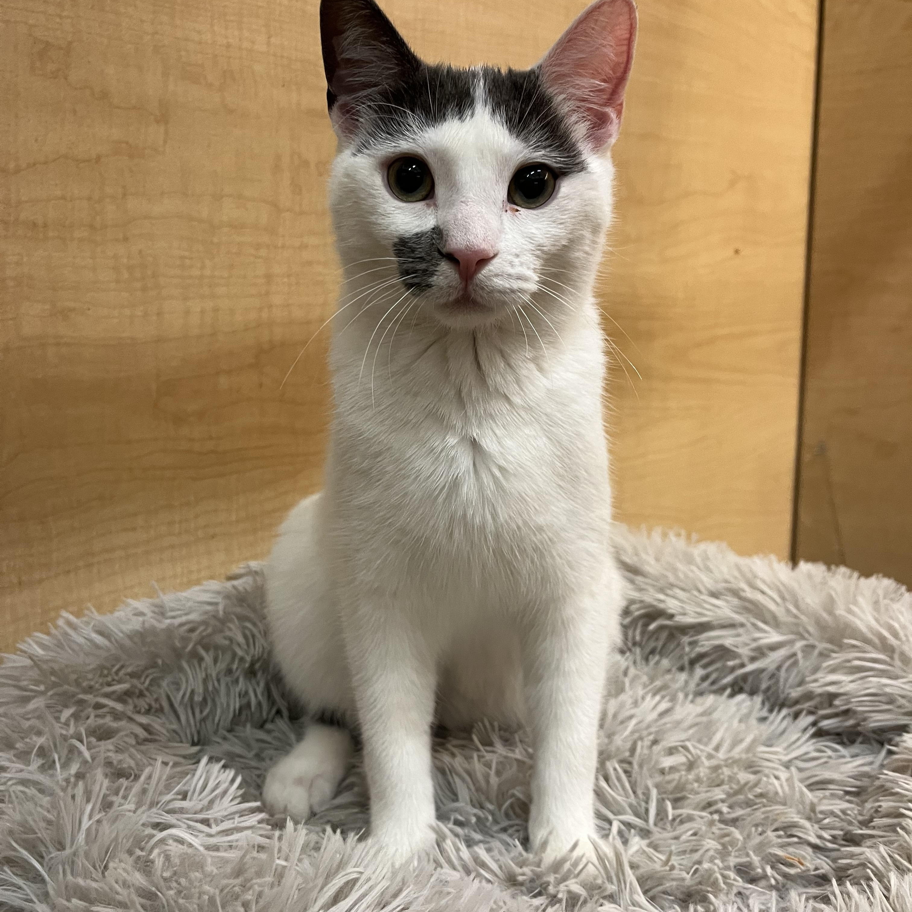 Mike, ADOPTABLE, Young Male Domestic Short Hair.