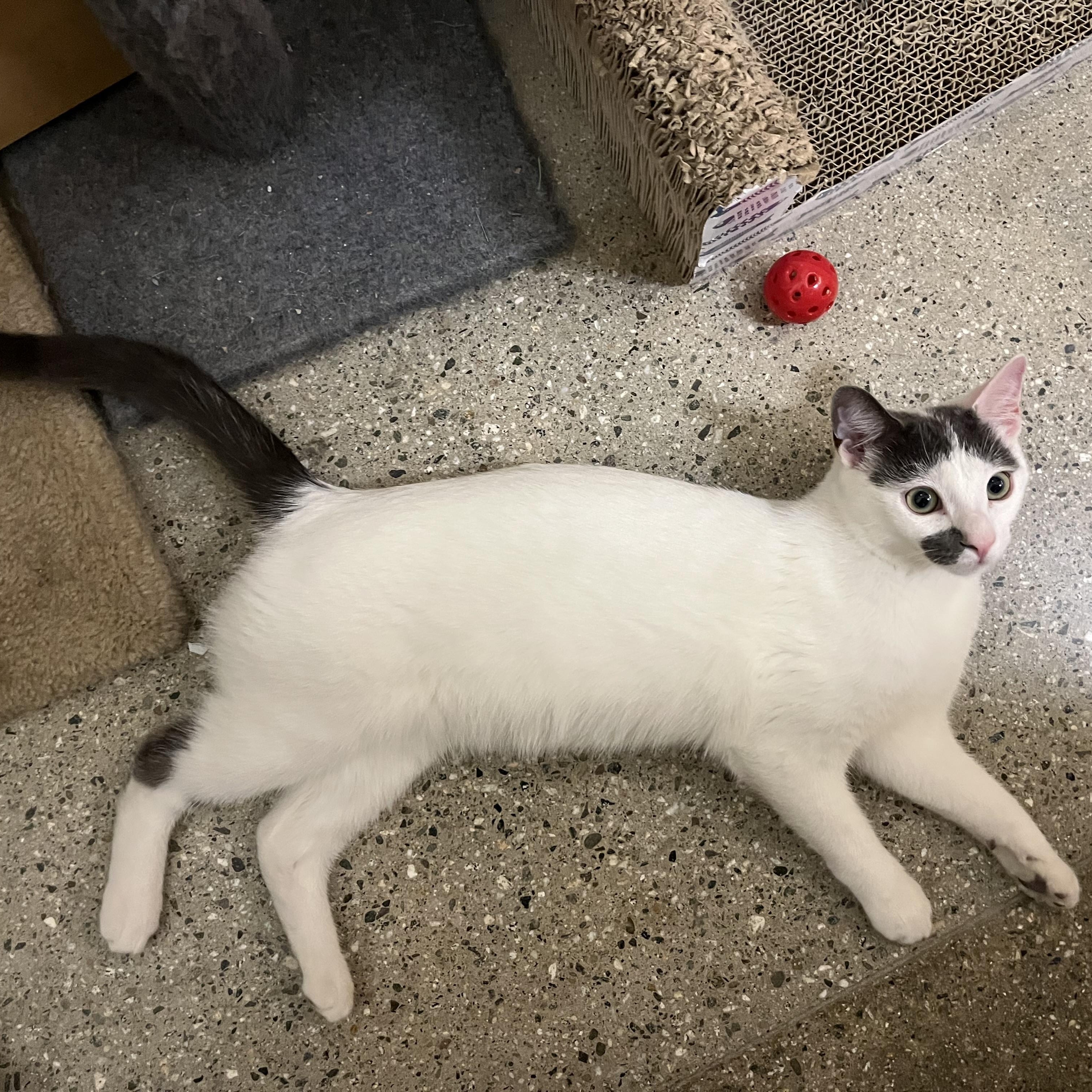 Enlarge Mike, a ADOPTABLE Domestic Short Hair in Tustin, CA image 3/3