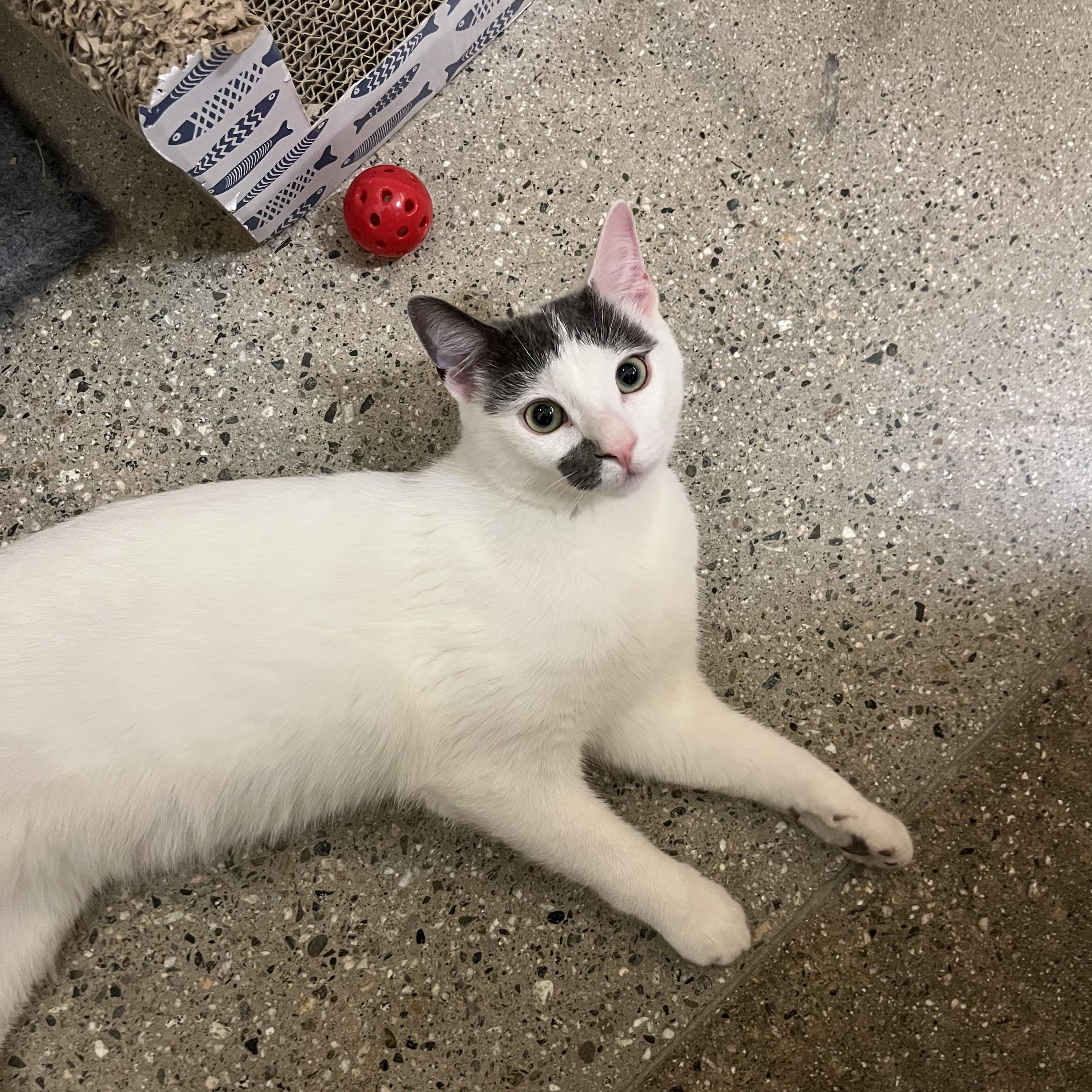 Enlarge Mike, a ADOPTABLE Domestic Short Hair in Tustin, CA image 2/3