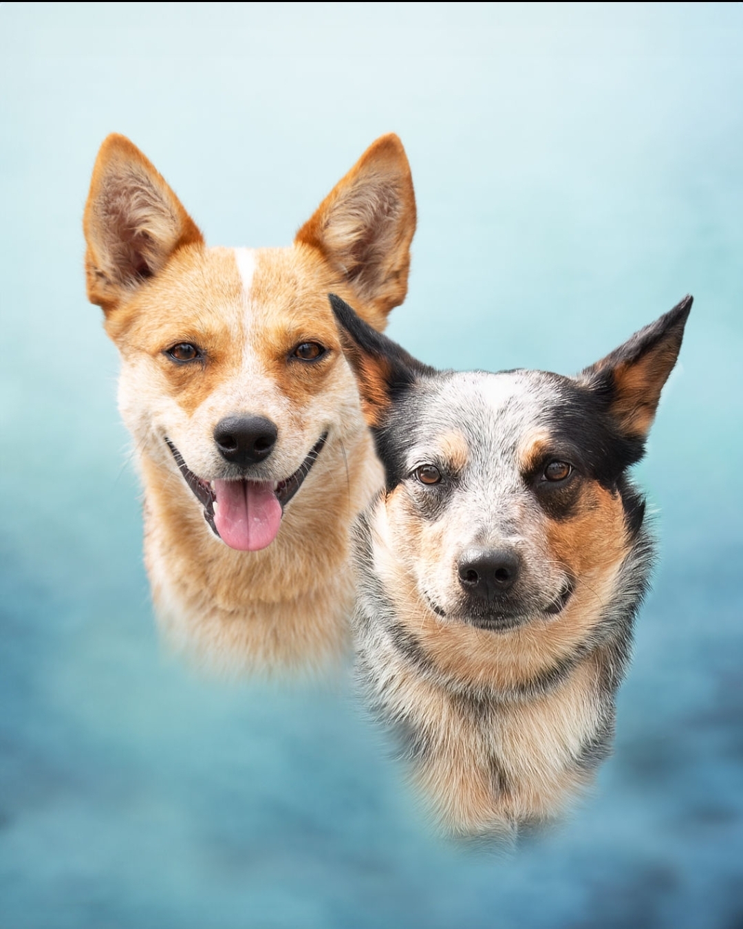 *Bolt and Penny (Bonded Pair), Adult Male unknown