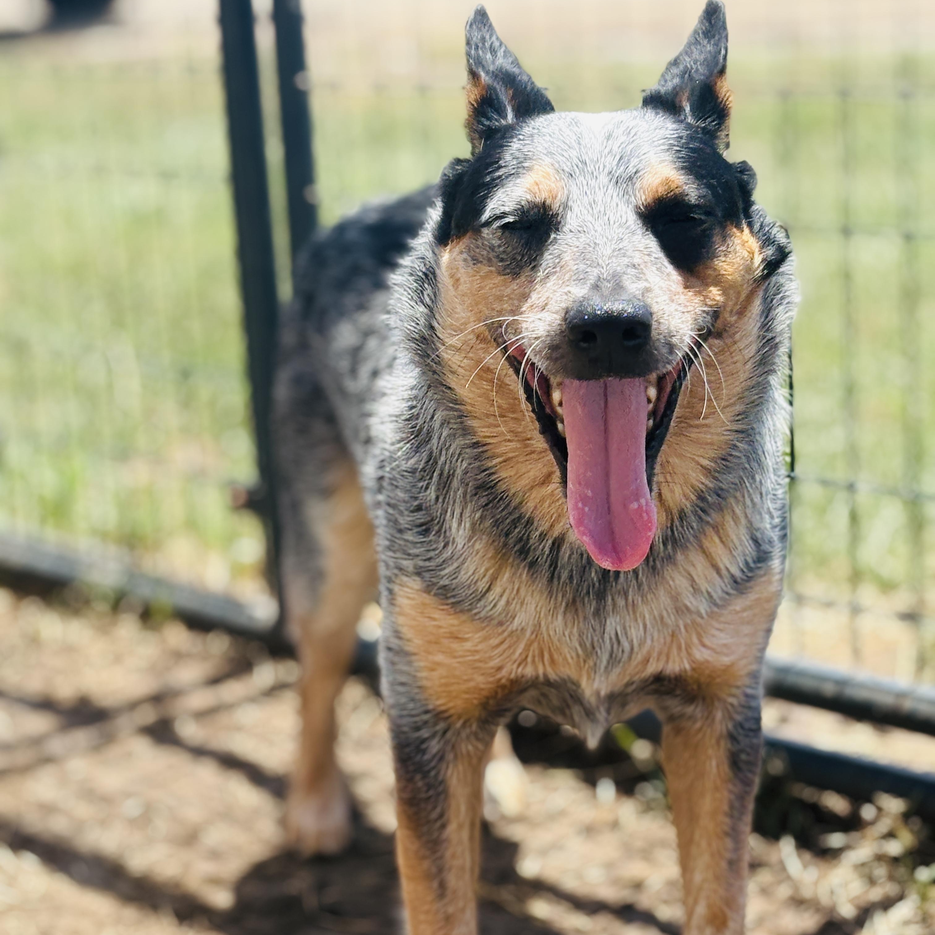 *Bolt and Penny (Bonded Pair)