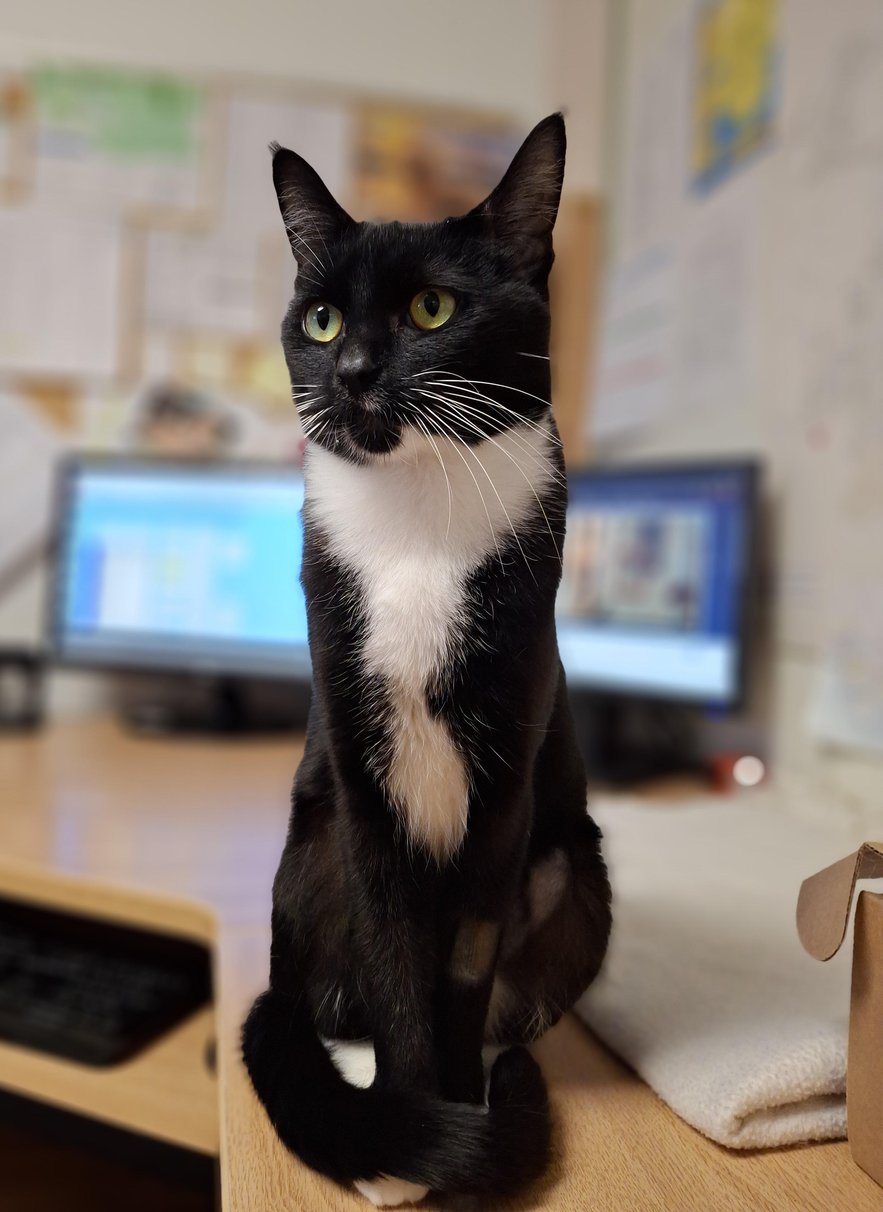 Enlarge Blanche, an adopted Domestic Short Hair in Victoria, BC image 1/3