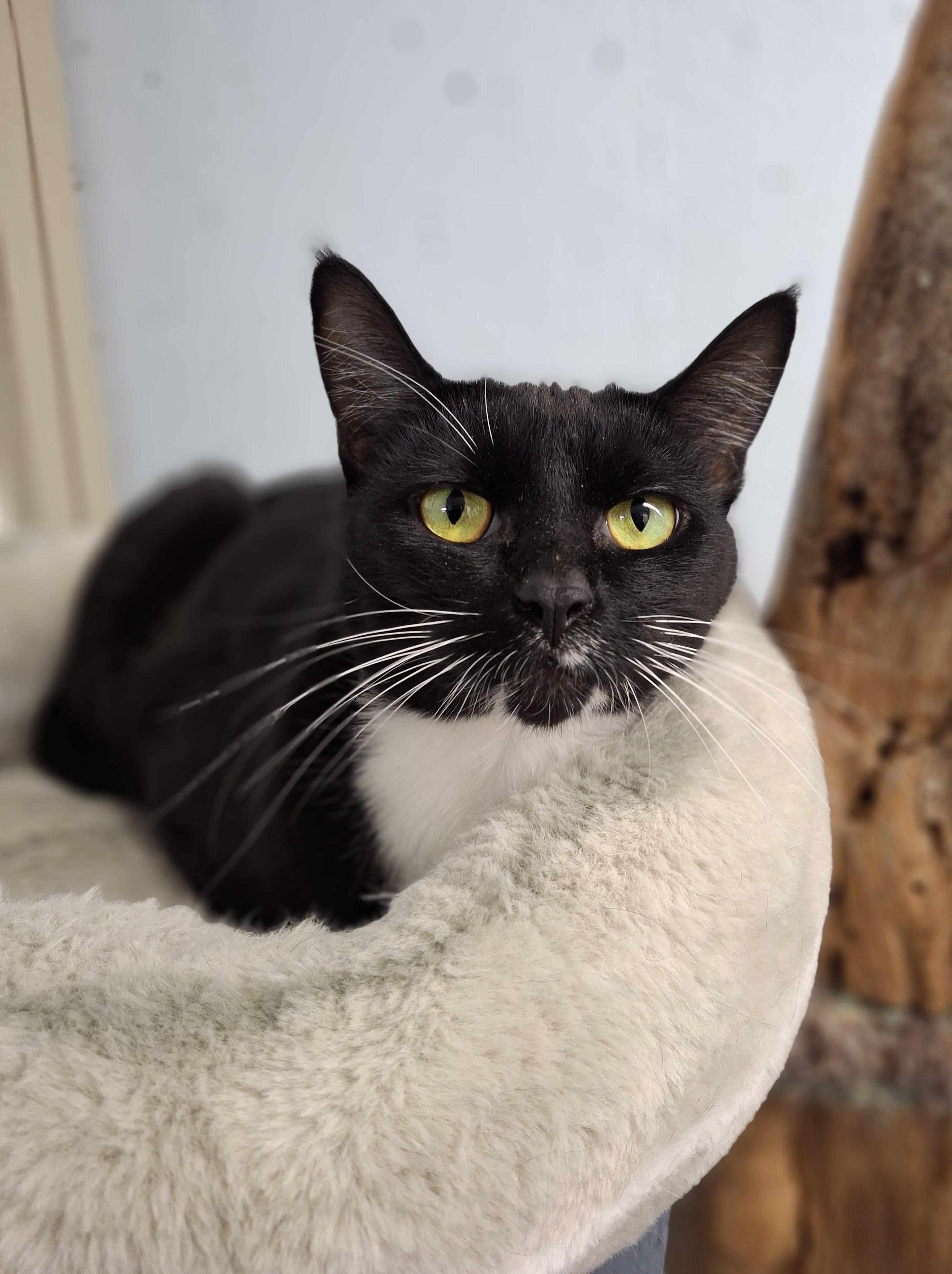 Enlarge Blanche, an adopted Domestic Short Hair in Victoria, BC image 2/3