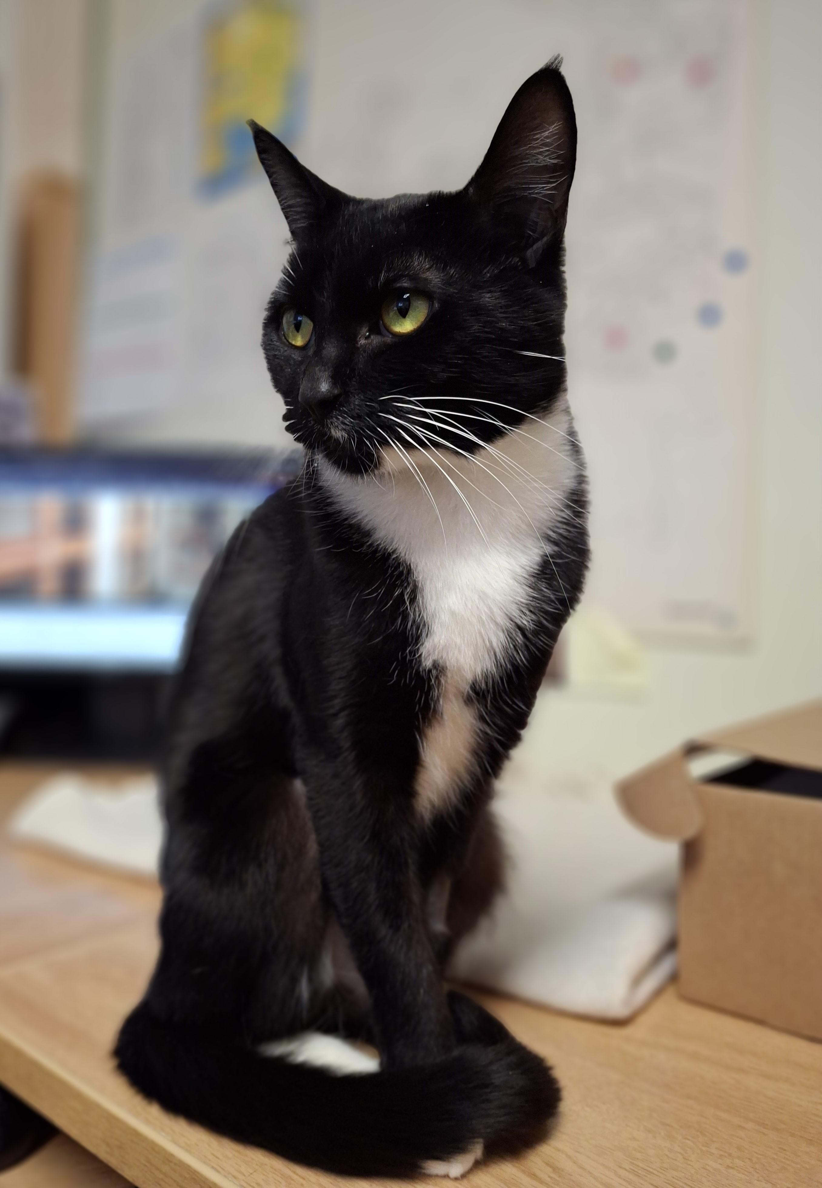 Enlarge Blanche, an adopted Domestic Short Hair in Victoria, BC image 3/3