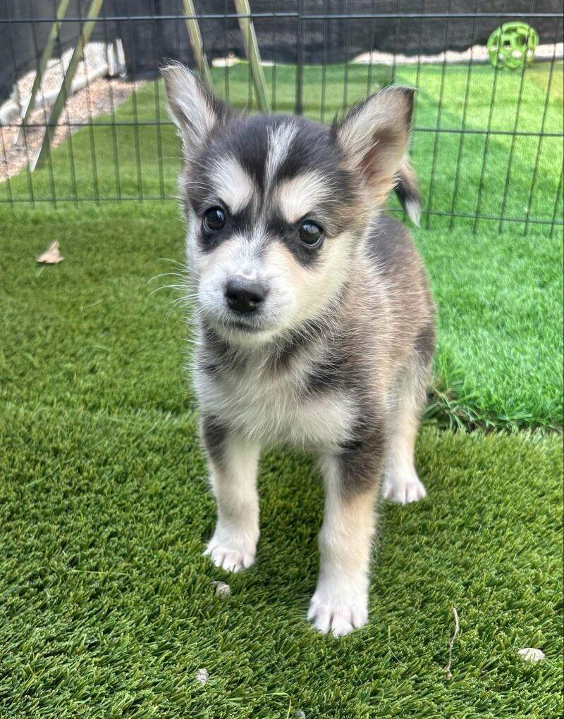 Juno, an adoptable Mixed Breed in Exshaw, AB, T0L 2C0 | Photo Image 1