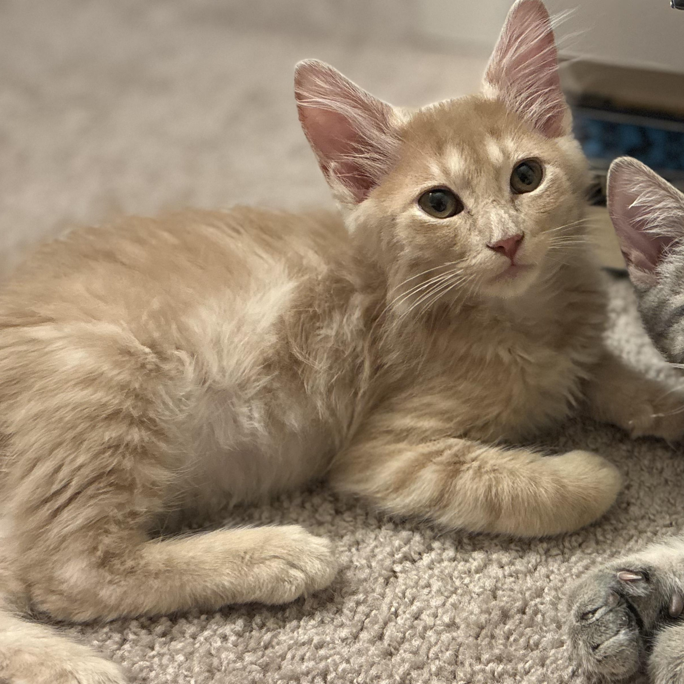 Otis, Adoptable, Kitten Male Domestic Medium Hair.