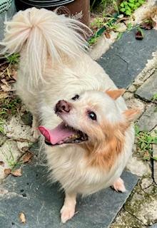 Donnie, a Adoptable mixed breed in Ladson, SC image 1/5
