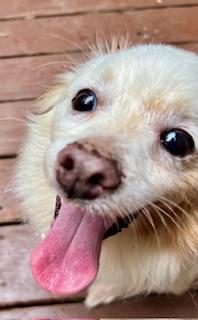 Donnie, a Adoptable mixed breed in Ladson, SC image 2/5