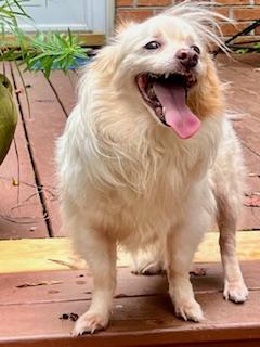 Donnie, a Adoptable mixed breed in Ladson, SC image 3/5