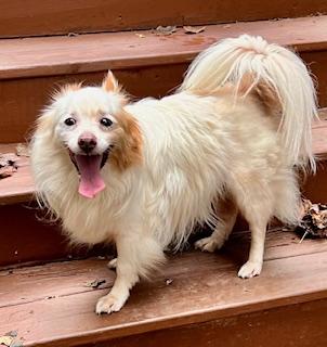Donnie, a Adoptable mixed breed in Ladson, SC image 4/5