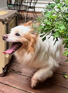 Donnie, a Adoptable mixed breed in Ladson, SC image 5/5