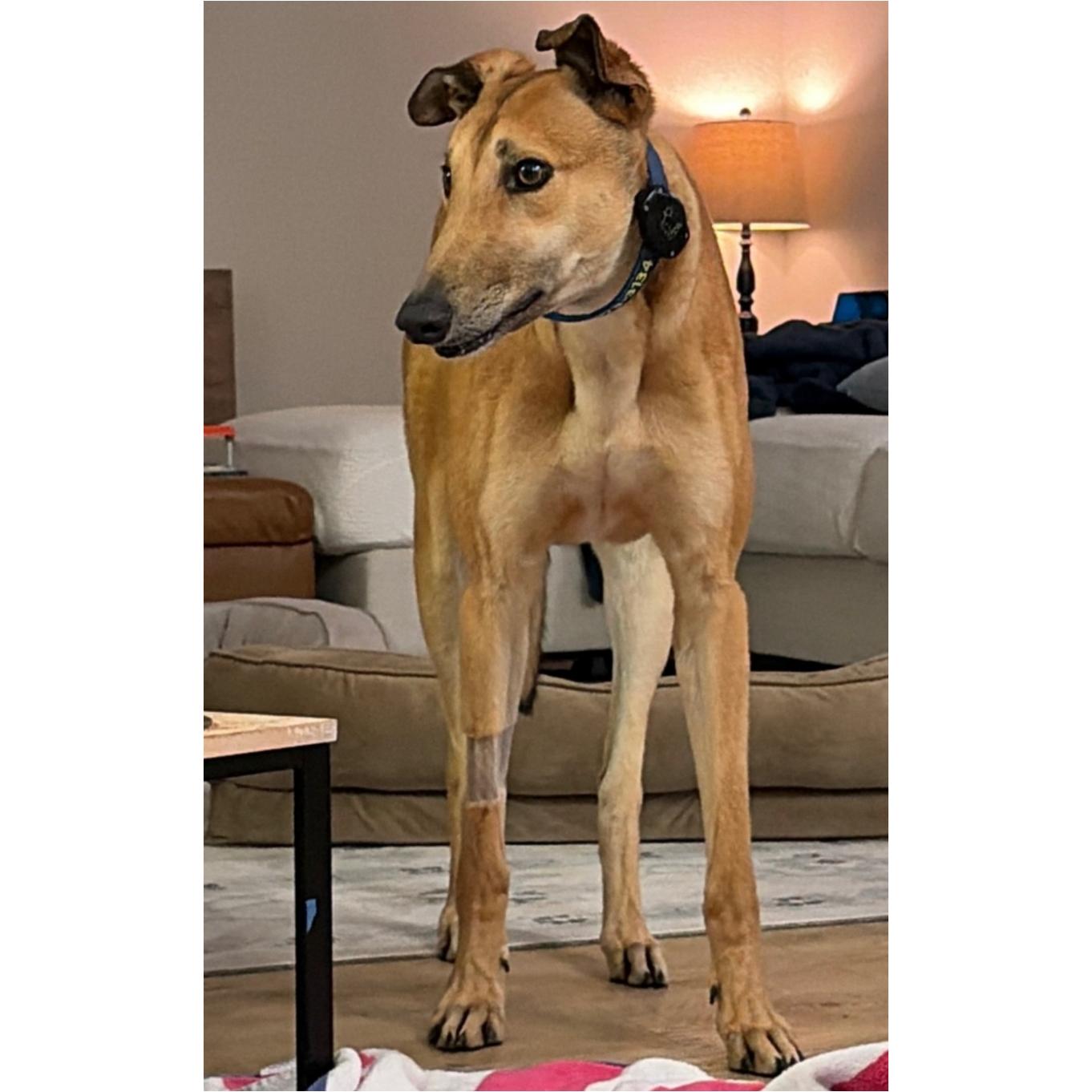 Enlarge Dancin Utopia (Danny), a Adoptable Greyhound in Tarpon Springs, FL image 1/6