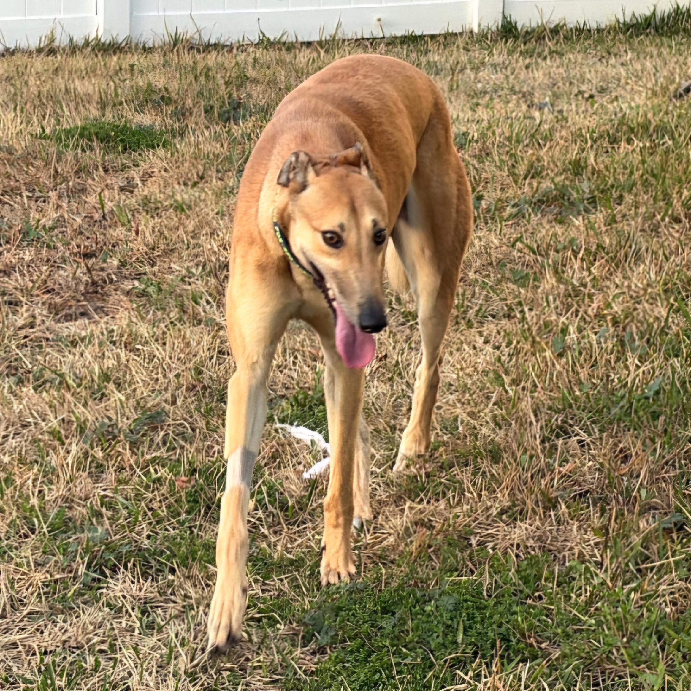 Enlarge Dancin Utopia (Danny), a Adoptable Greyhound in Tarpon Springs, FL image 2/6