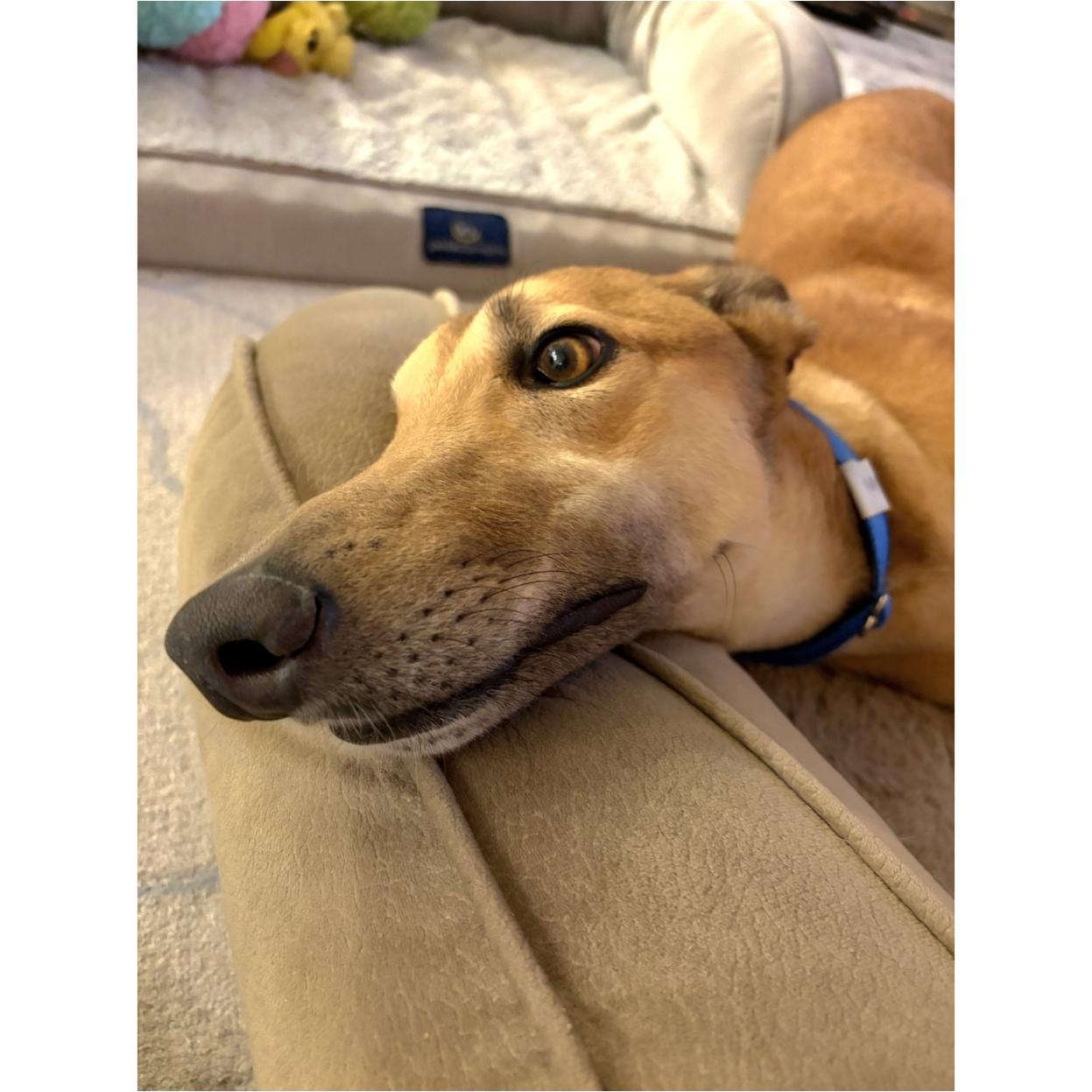 Enlarge Dancin Utopia (Danny), a Adoptable Greyhound in Tarpon Springs, FL image 3/6