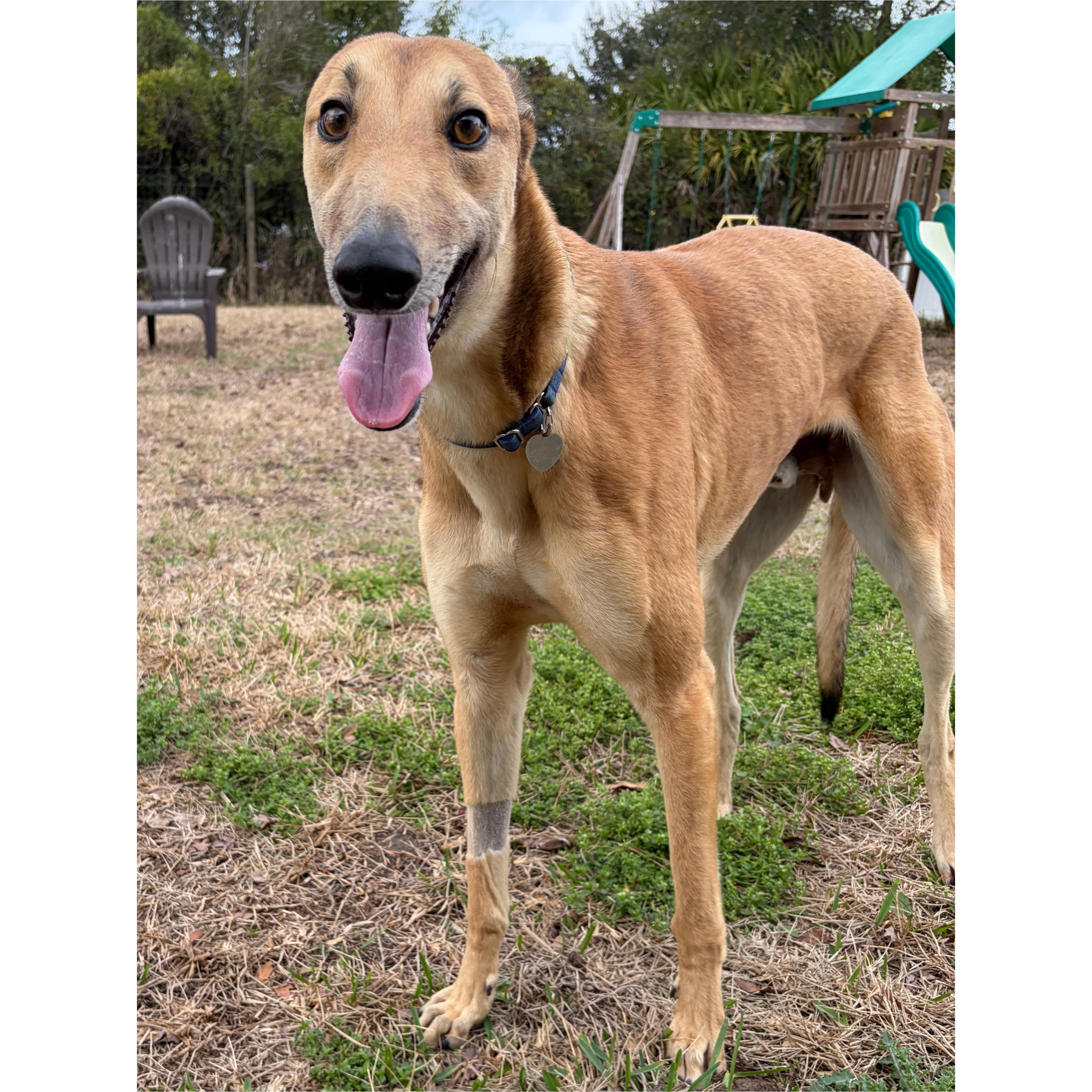 Enlarge Dancin Utopia (Danny), a Adoptable Greyhound in Tarpon Springs, FL image 5/6