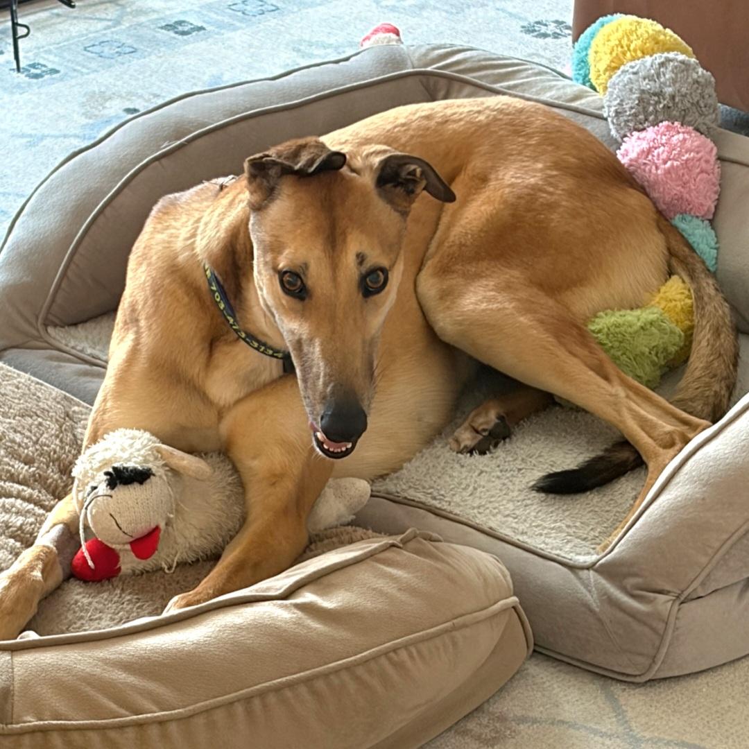 Enlarge Dancin Utopia (Danny), a Adoptable Greyhound in Tarpon Springs, FL image 6/6