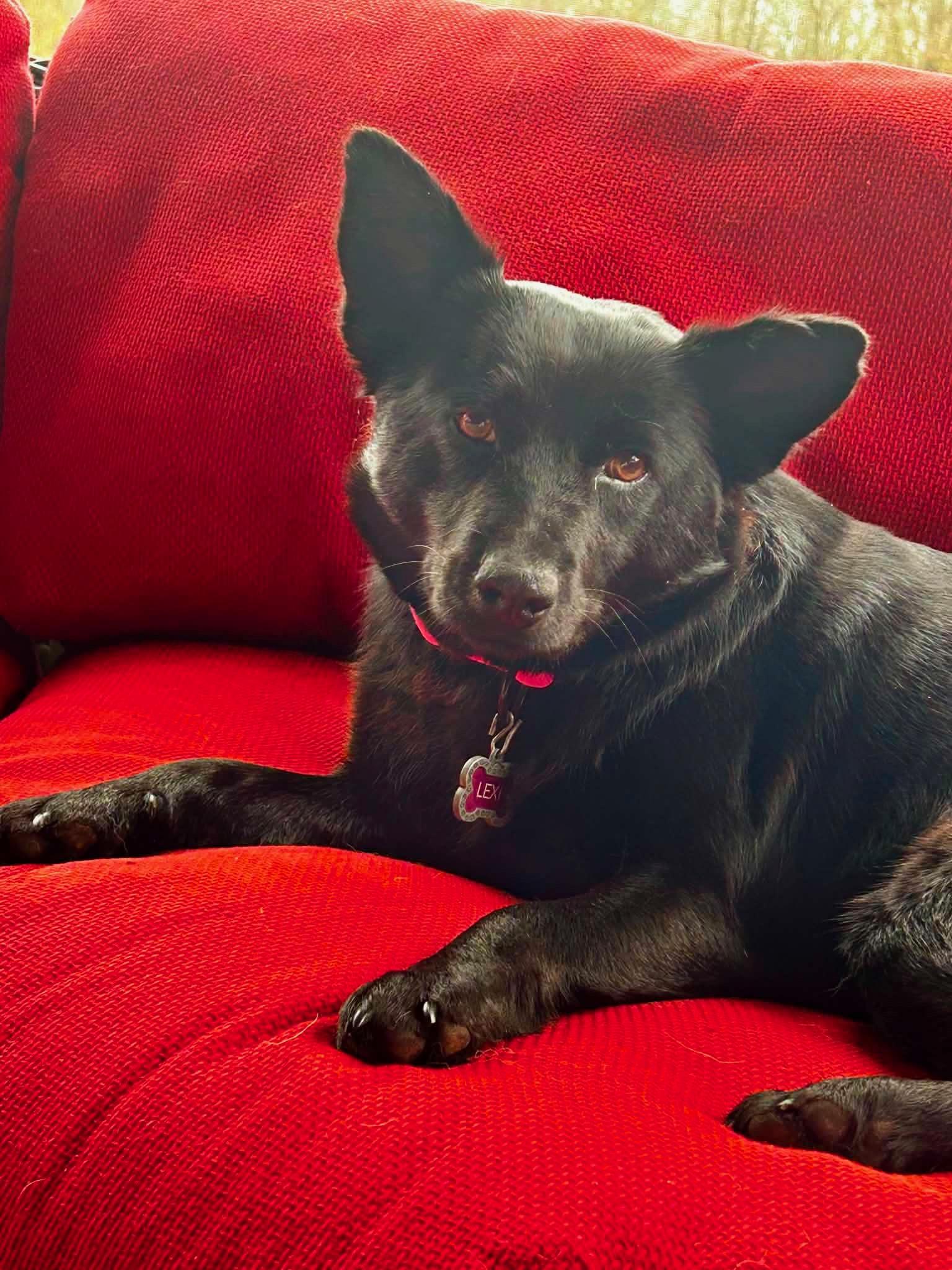 Jazzy, a Adoptable mixed breed in Arlington , VA image 2/5