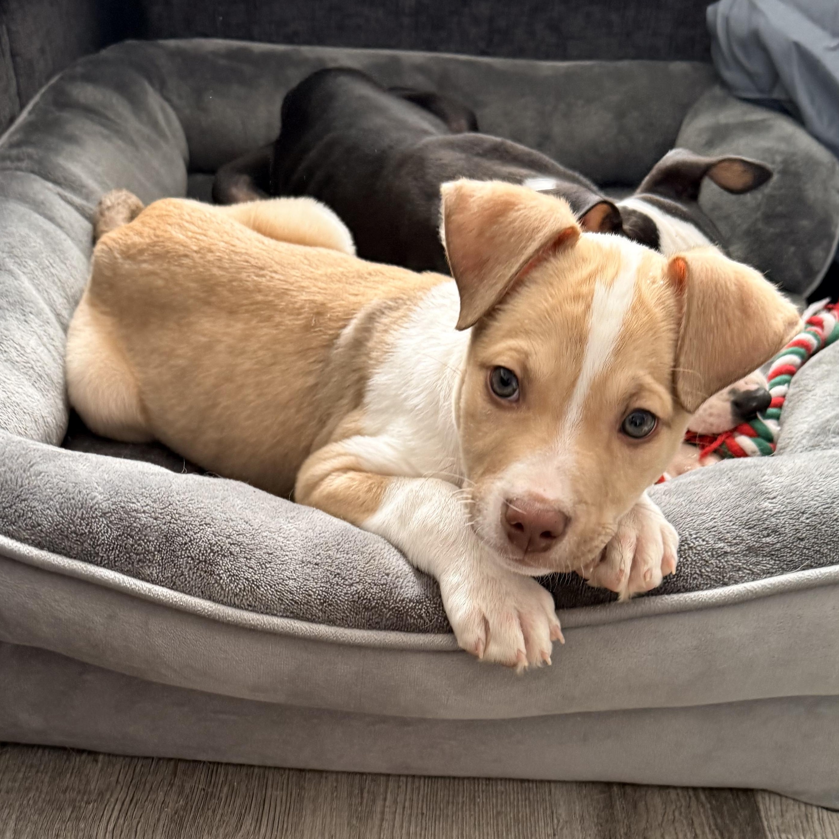 Ferret, adopted, Puppy Male Terrier.