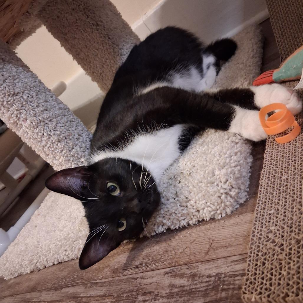 Amy, a Adoptable Domestic Short Hair in Pittsburgh, PA image 1/6