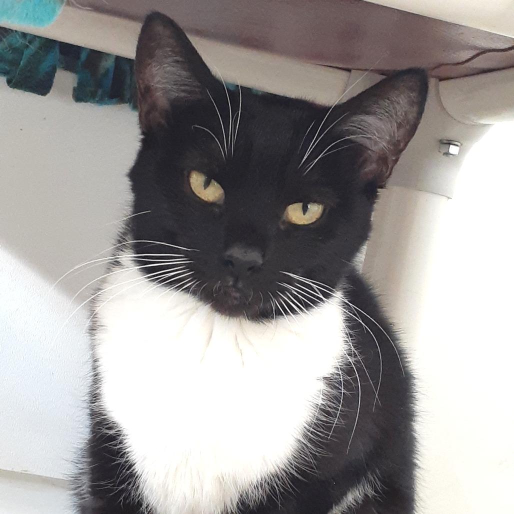 Enlarge Amy, a Adoptable Domestic Short Hair in Pittsburgh, PA image 1/1