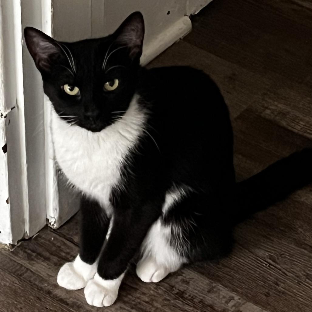 Amy, a Adoptable Domestic Short Hair in Pittsburgh, PA image 3/6
