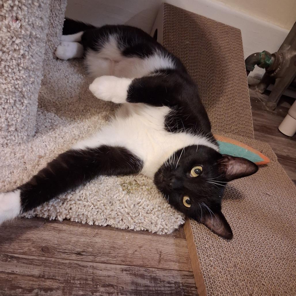 Amy, a Adoptable Domestic Short Hair in Pittsburgh, PA image 5/6