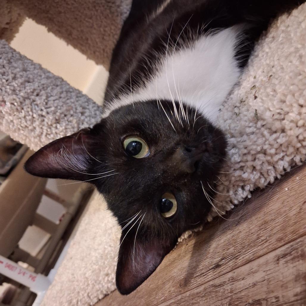 Amy, a Adoptable Domestic Short Hair in Pittsburgh, PA image 6/6