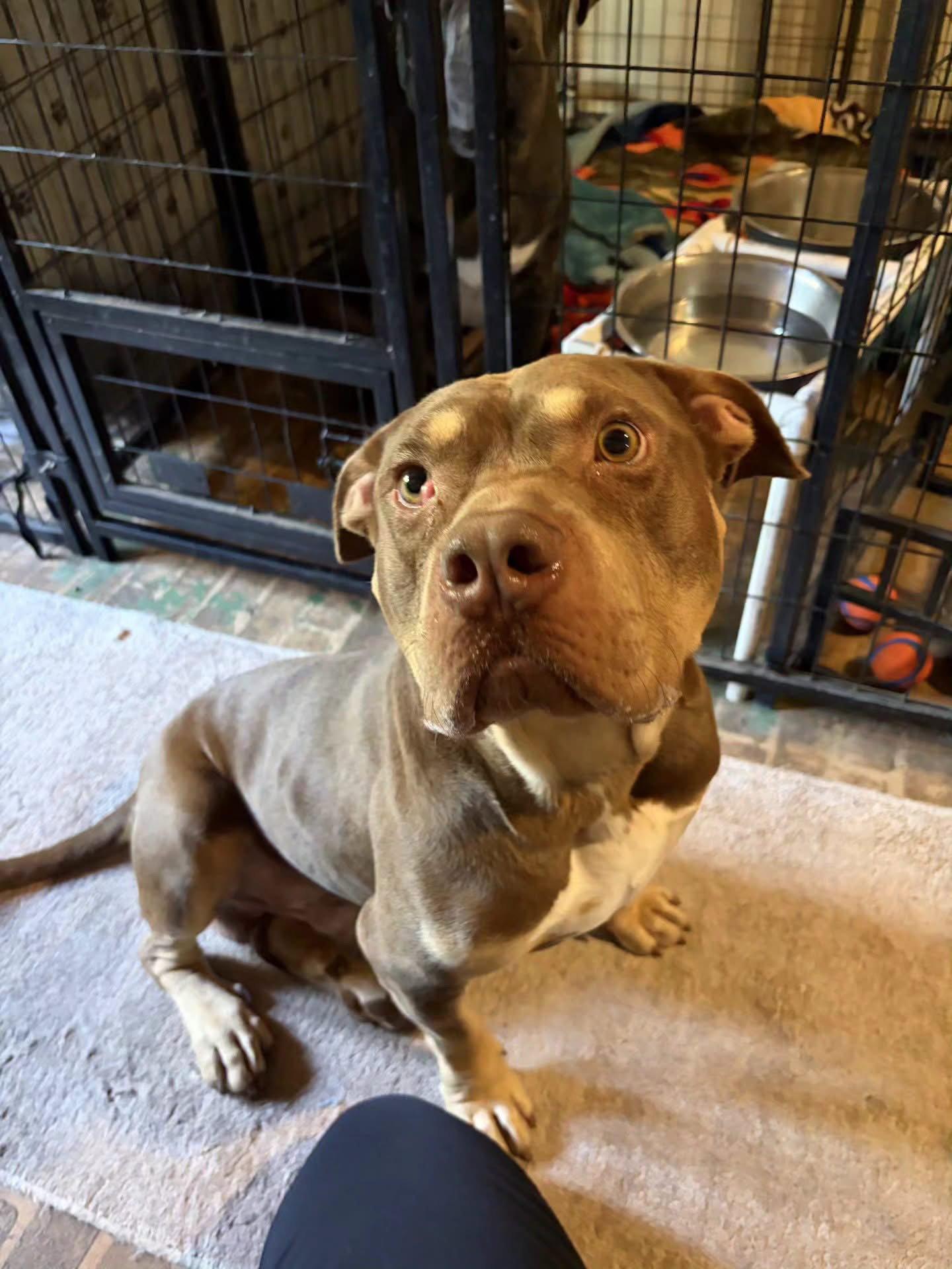 Brownie, Adoptable, Adult Male American Staffordshire Terrier.