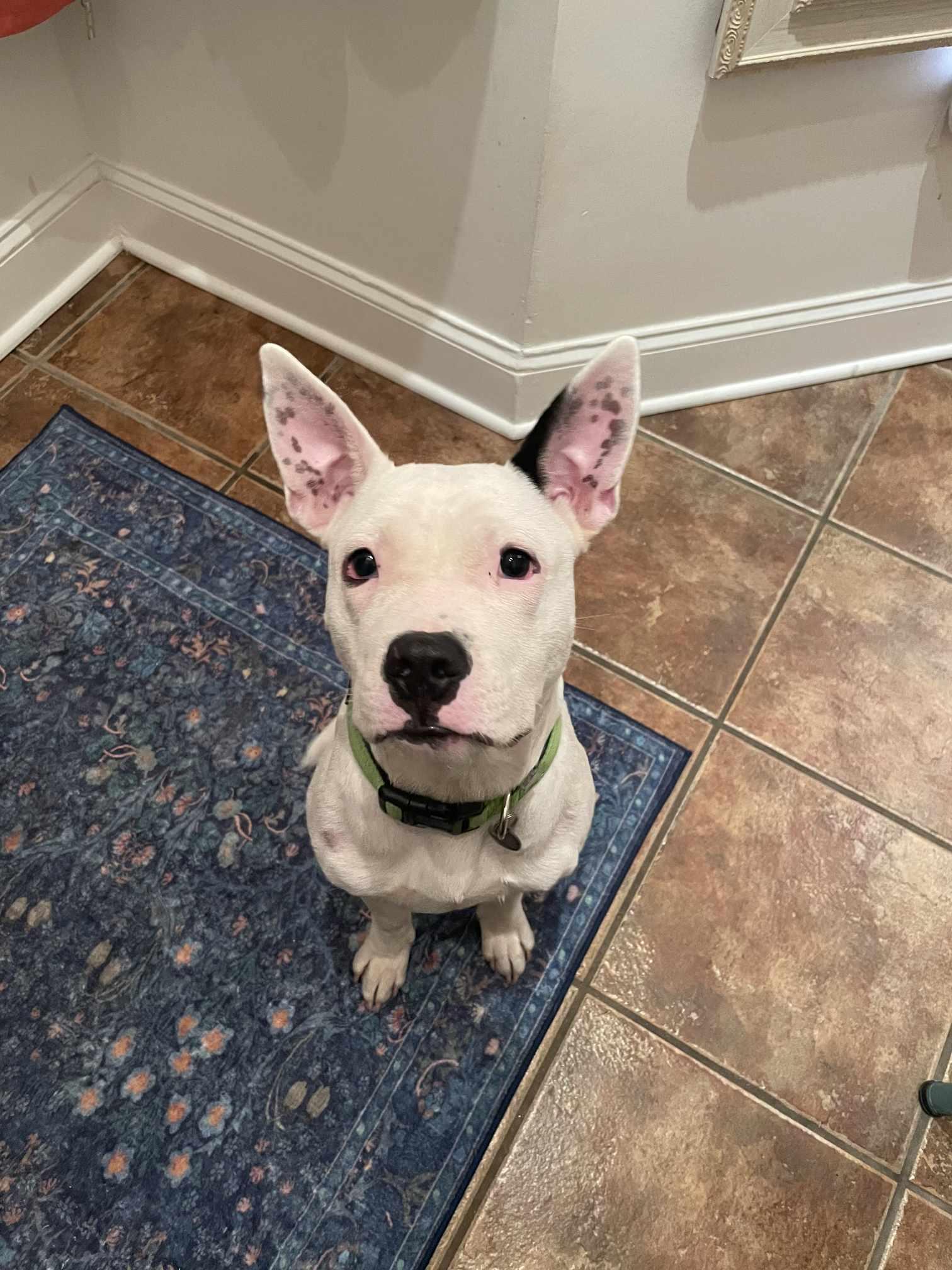 Rubble Pit Bull Terrier Dog