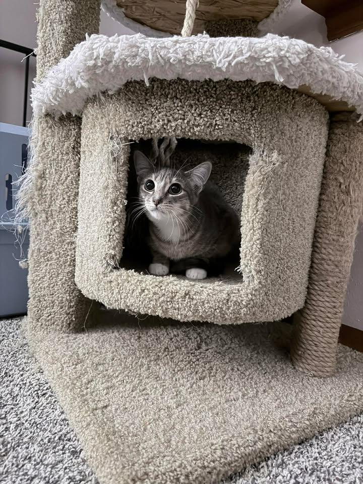 Enlarge Dominque, a ADOPTABLE Domestic Short Hair in Saint Charles, MO image 1/1