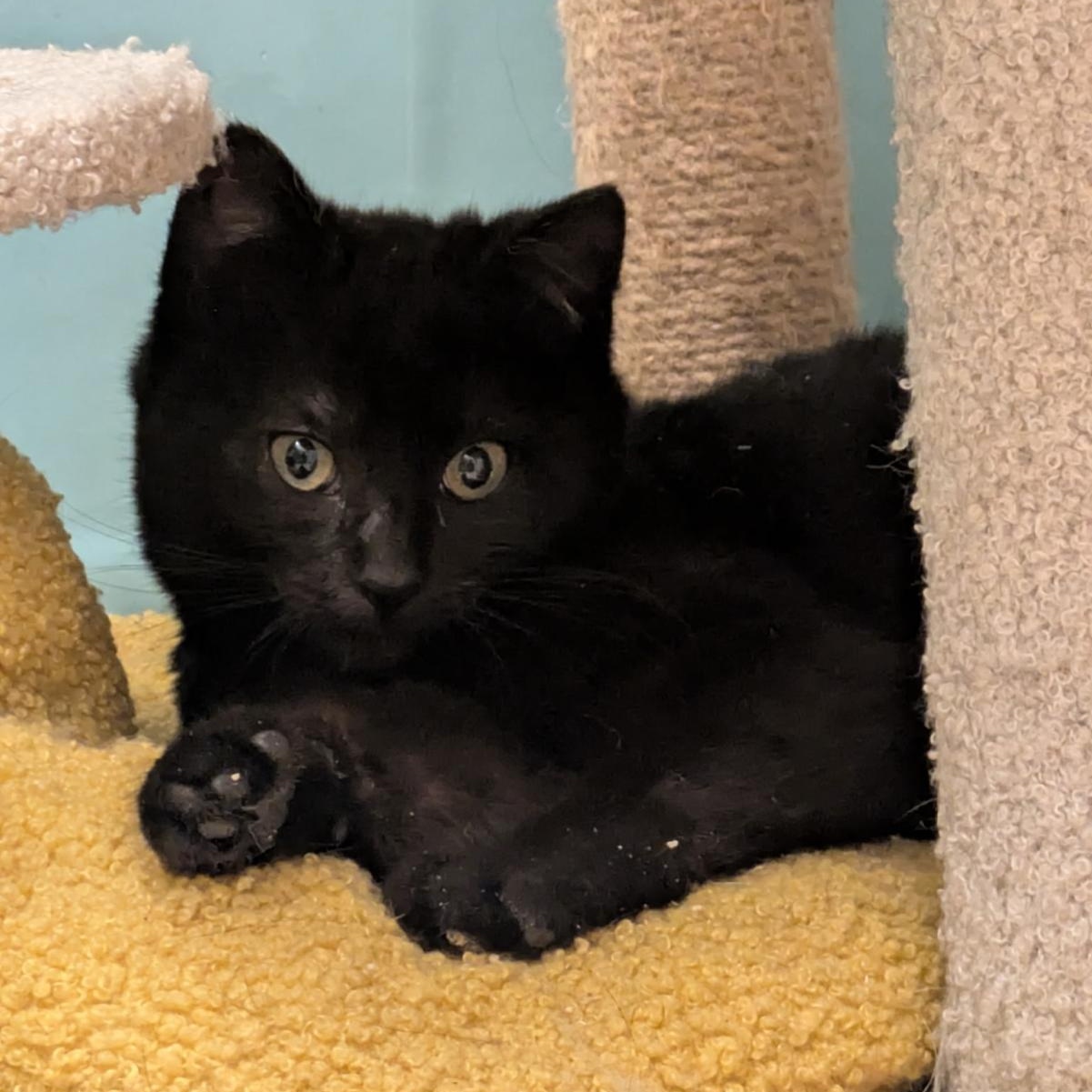 Absinthe, adopted, Kitten Female Domestic Short Hair.