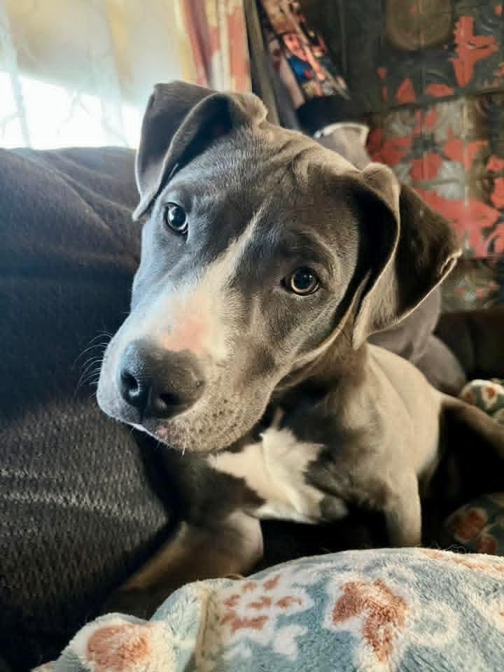 HOLLIE, an adopted mixed breed in Vandergrift, PA image 2/3