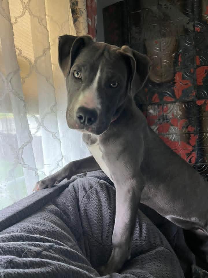 HOLLIE, adopted, Young Female Pit Bull Terrier.