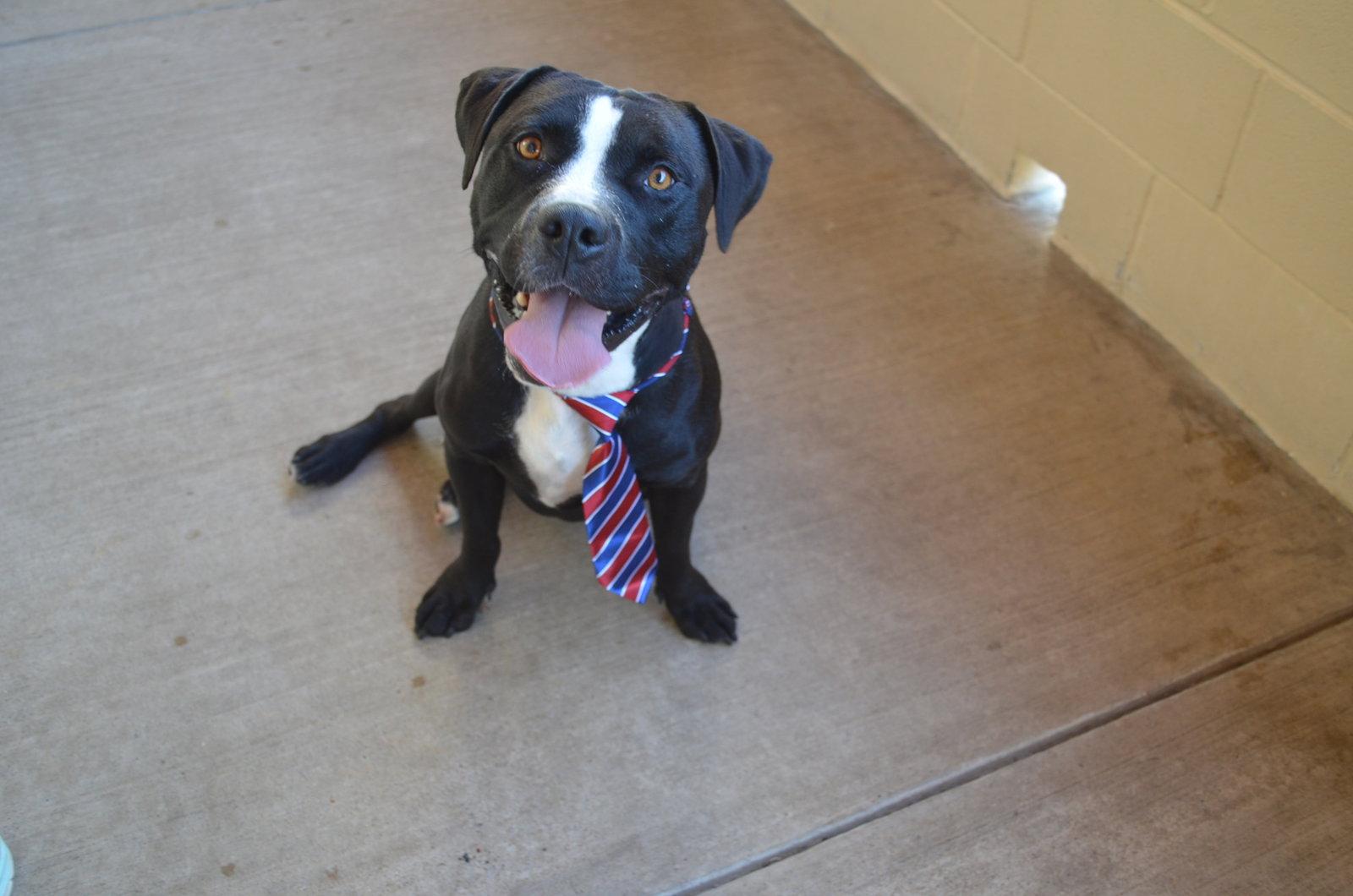 Enlarge Dink, a Adoptable Pit Bull Terrier in McKinney, TX image 1/3