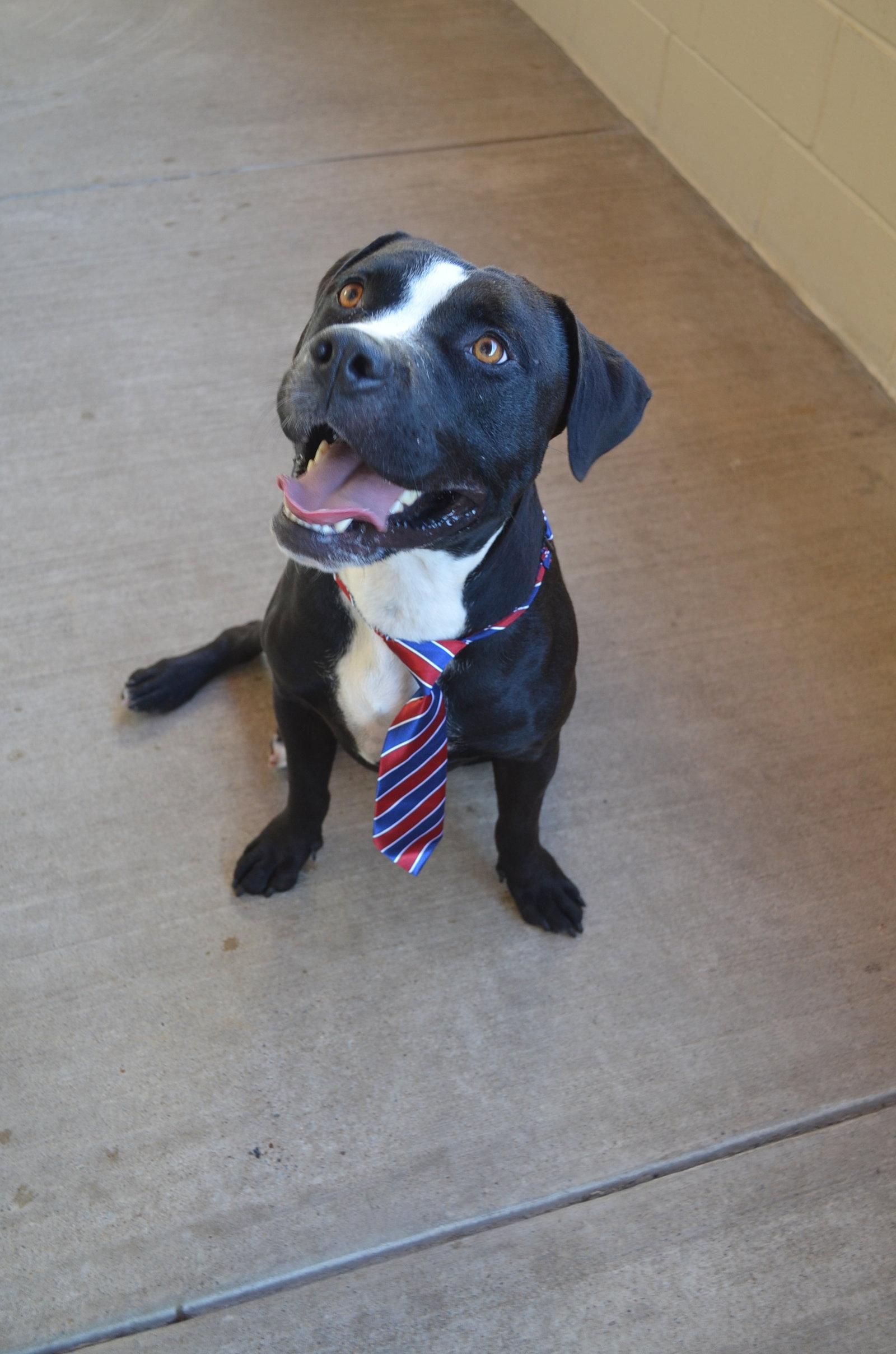 Enlarge Dink, a Adoptable Pit Bull Terrier in McKinney, TX image 2/3