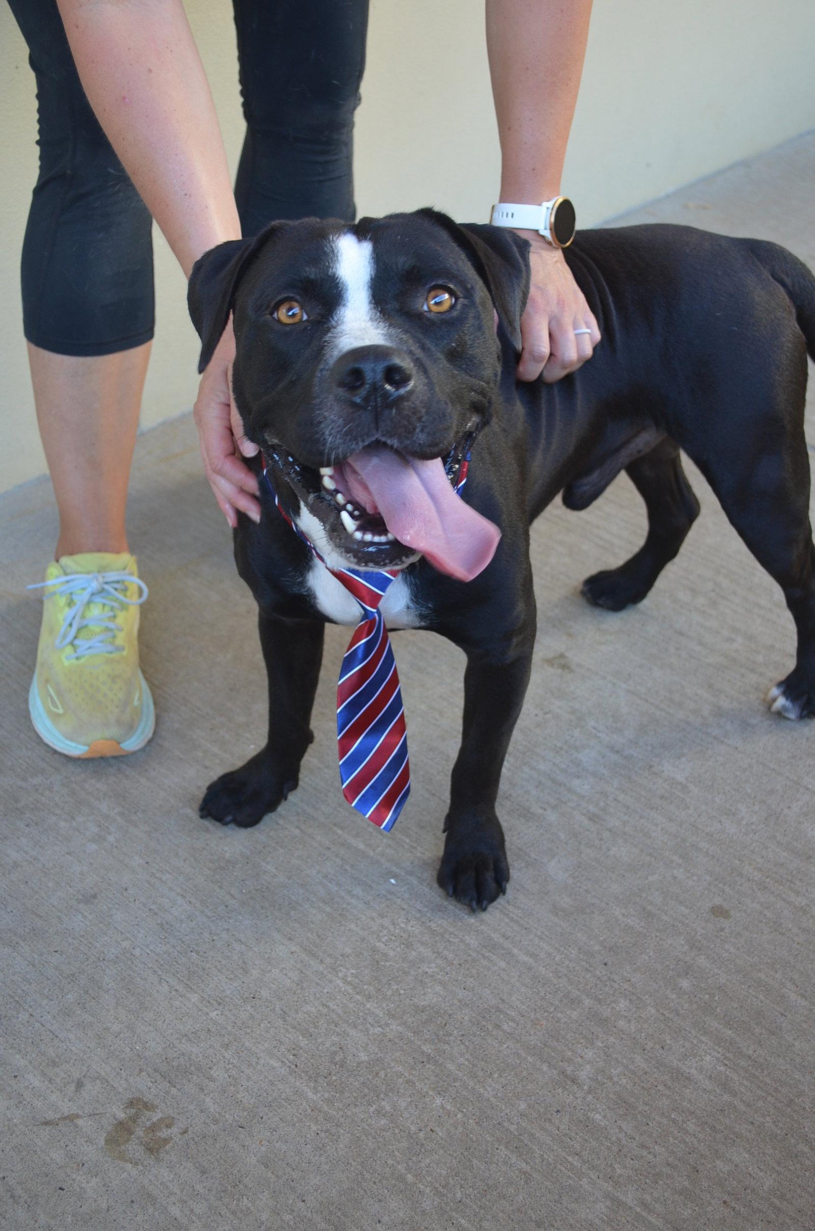 Enlarge Dink, a Adoptable Pit Bull Terrier in McKinney, TX image 3/3
